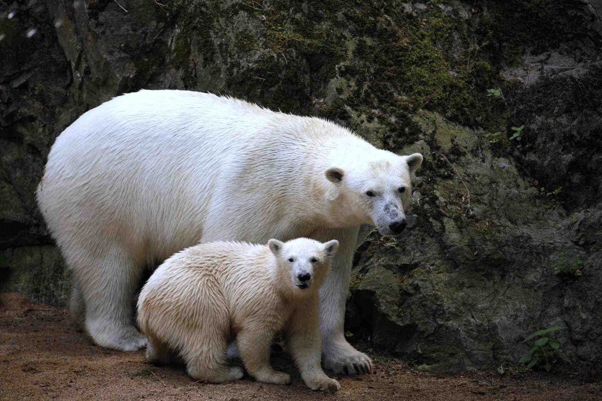 Lední medvědi v Zoo Brno